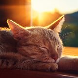 Ritmos Suaves Para El Sueño De Los Gatos