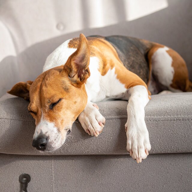 Música Para Perros Calmados Y Tranquilos