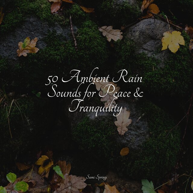 50 Ambient Rain Sounds for Peace & Tranquility