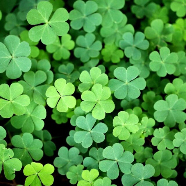 Lucky Flow