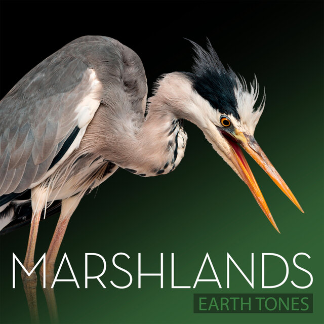 Earth Tones: Marshlands