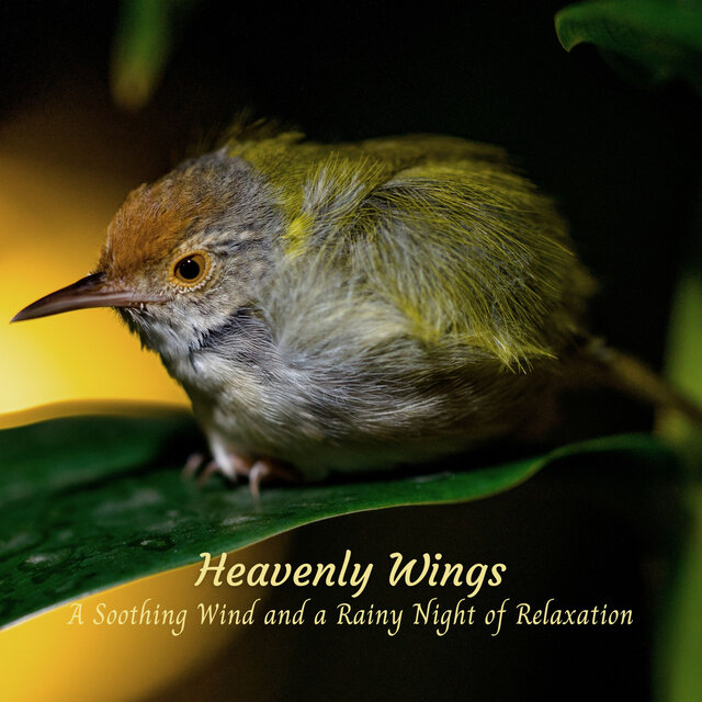 Heavenly Wings: A Soothing Wind and a Rainy Night of Relaxation