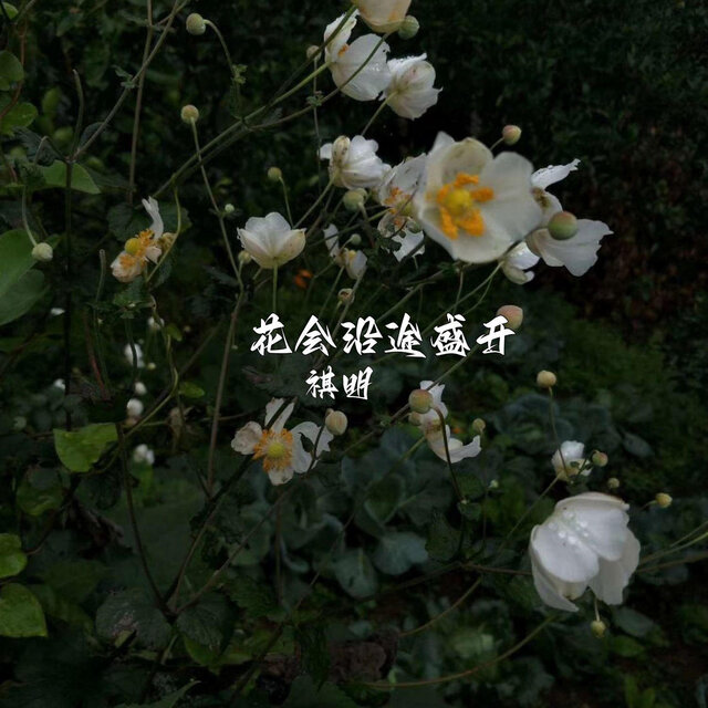 花会沿途盛开