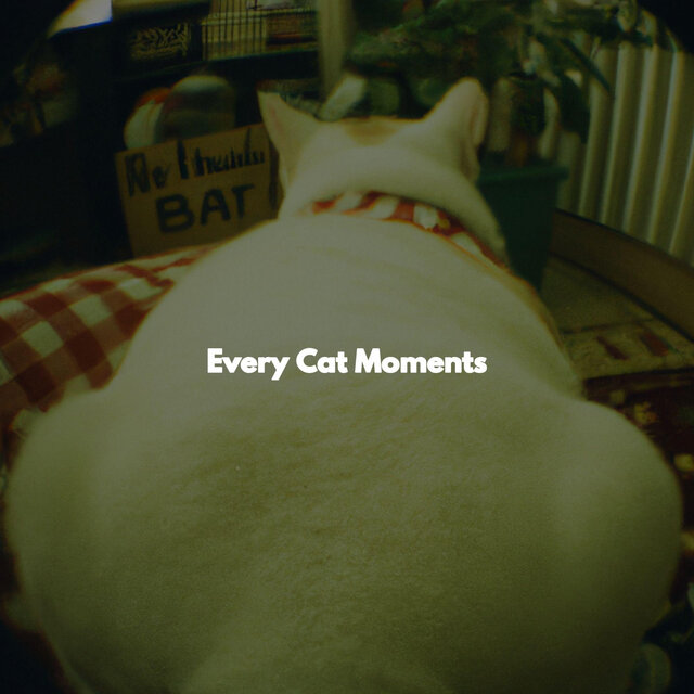 Every Cat Moments