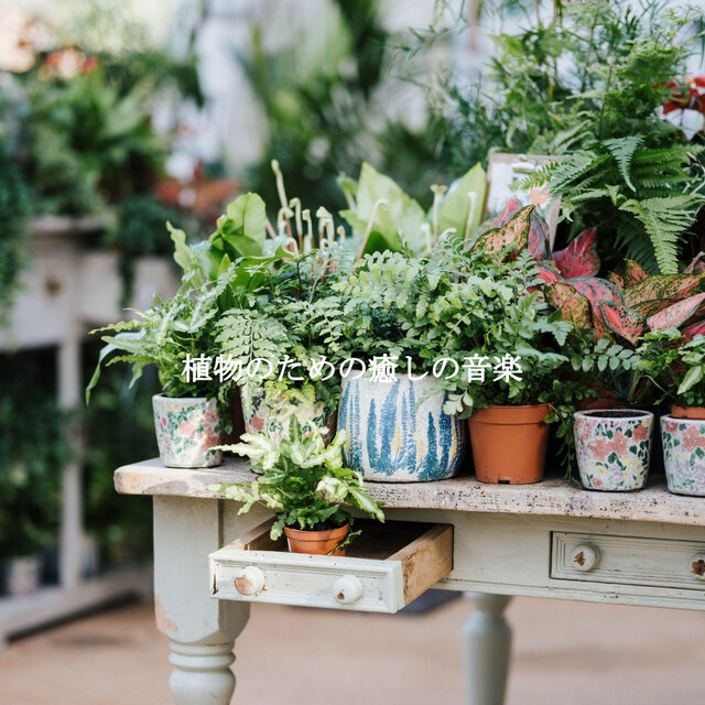 植物のための癒しの音楽