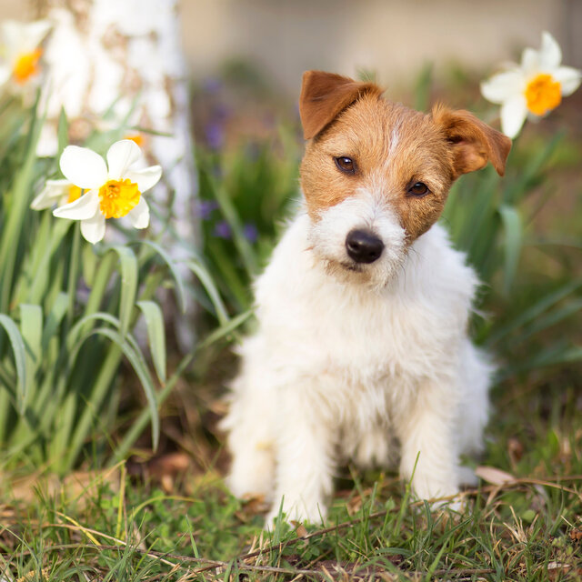 Cute Pet