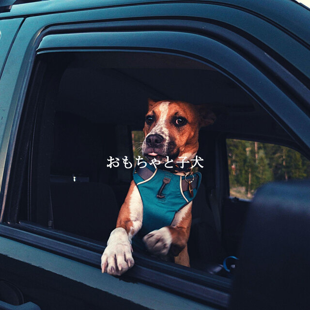 おもちゃと子犬