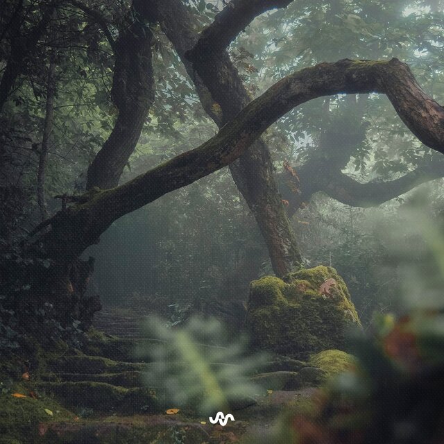 Echoes in the Woods