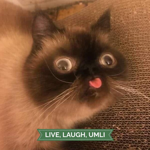 Live, Laugh, Umli