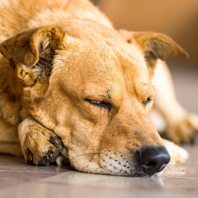 Momentos Pacíficos Con Música Para Perros