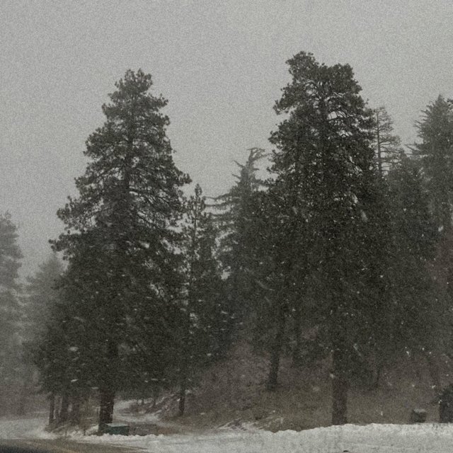 snowy pines