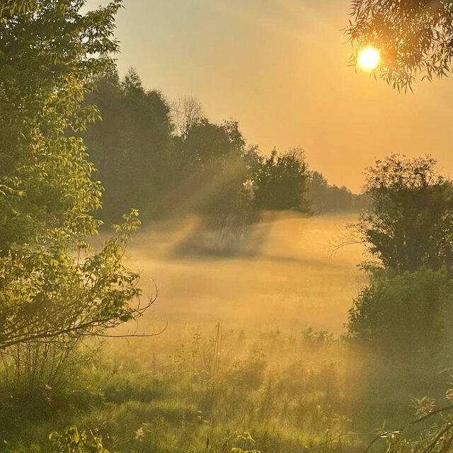 Cover art for album a day in the meadow by User