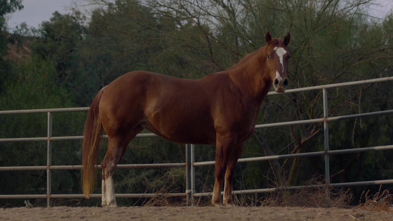 Rodeo