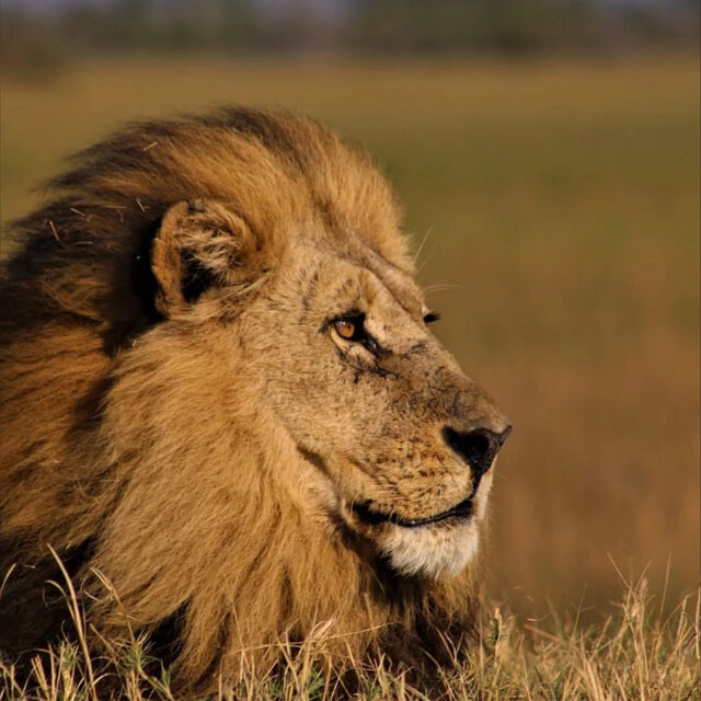 King of the Jungle
