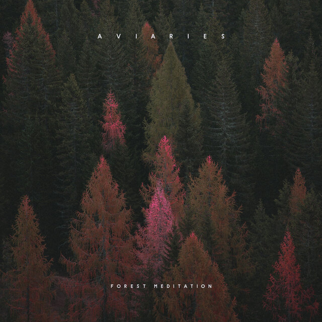 Forest Meditation