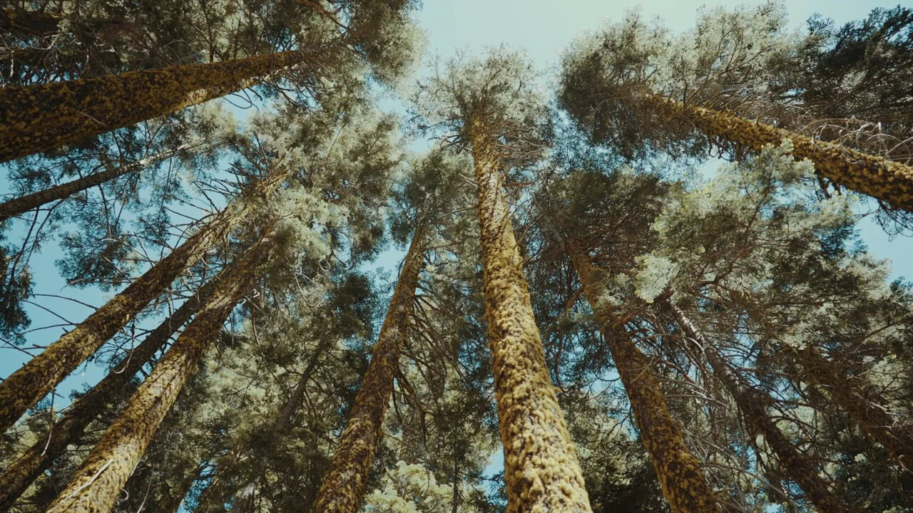 Old The Pine