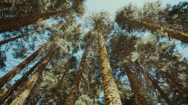 Old The Pine