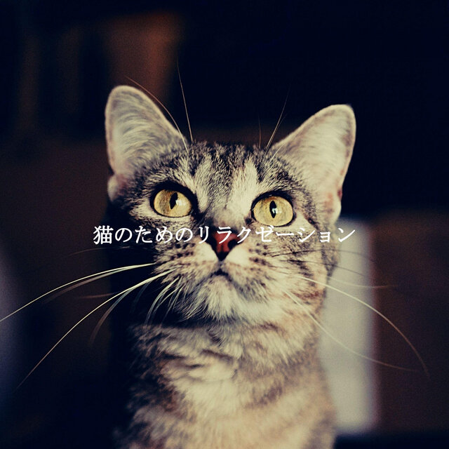 猫のためのリラクゼーション