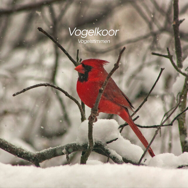 Vogelkoor
