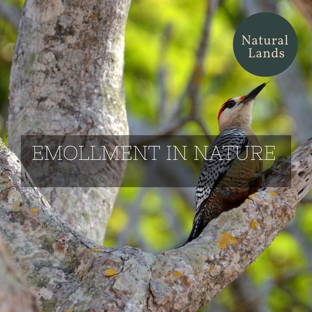 Emollment in Nature