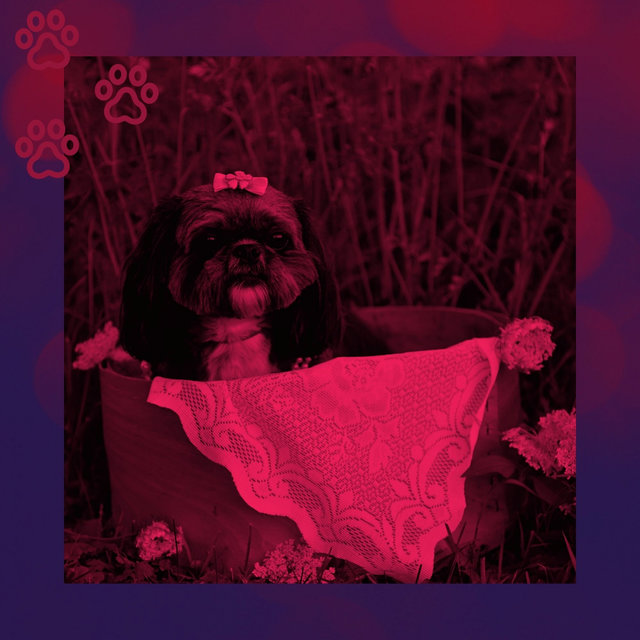 Ambiance for Calming Your Puppy