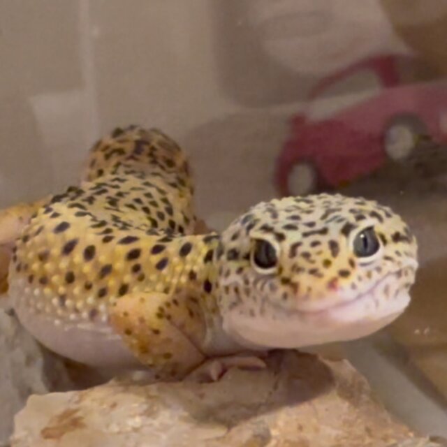 LOTUS (1st BIRTHDAY)
