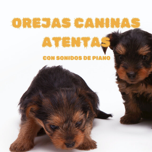 Orejas Caninas Atentas Con Sonidos De Piano