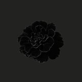 Marigold (inspired by Toni Morrison's The Bluest Eye)