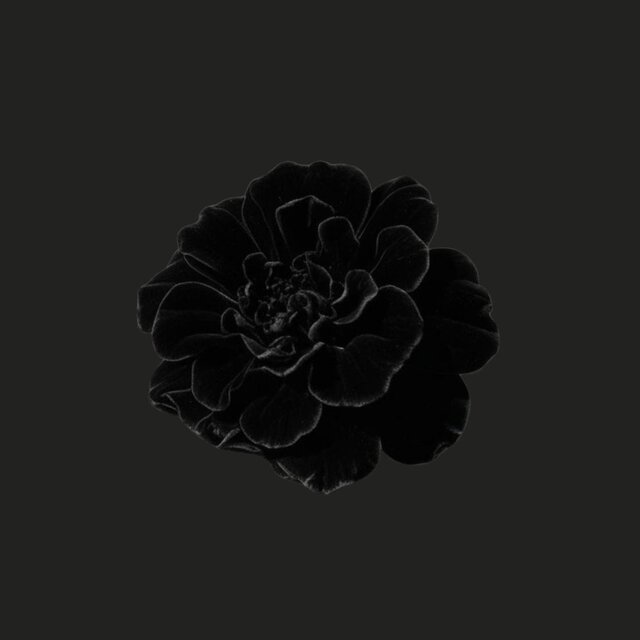Marigold (inspired by Toni Morrison's The Bluest Eye)