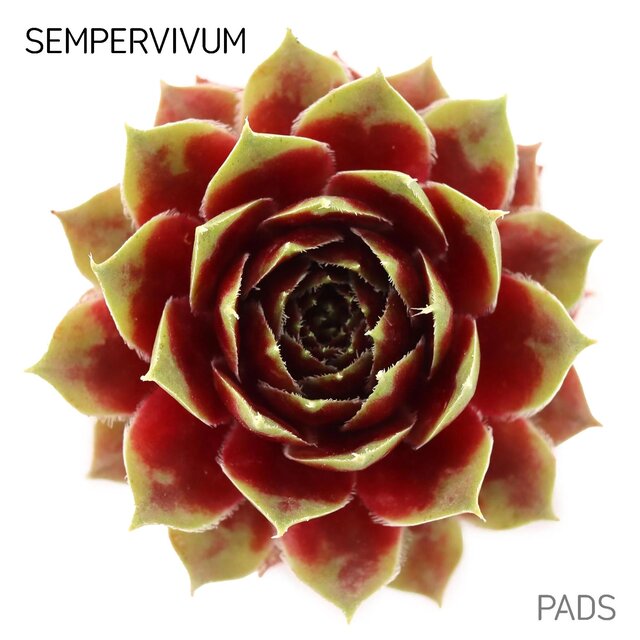 Sempervivum