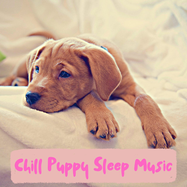 Calm Puppy Sleep Music For Undisturbed Sleep