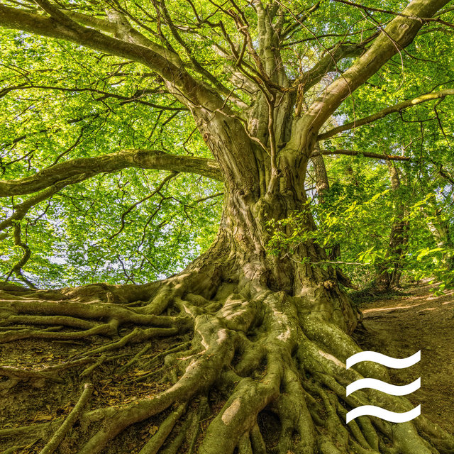 Nature Soft Sounds for Calm