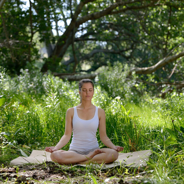 Enchanted Forest Grove: Meditation and Harmony with Nature's Sounds