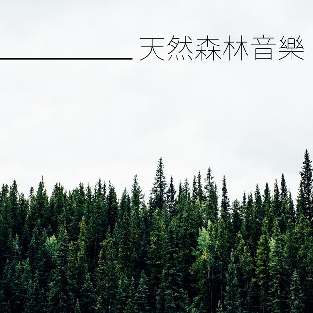 天然森林音樂 - 最適合快速入睡的純音樂和大自然聲音