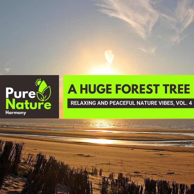 A Huge Forest Tree - Relaxing and Peaceful Nature Vibes, Vol. 4
