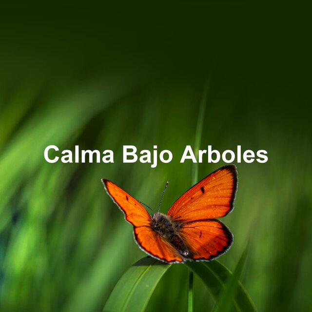 Calma Bajo Arboles