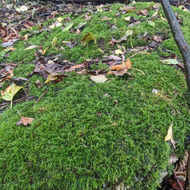 #1 - Moss