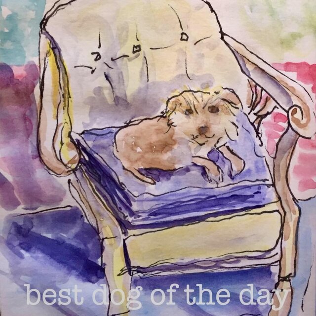 Best Dog of the Day
