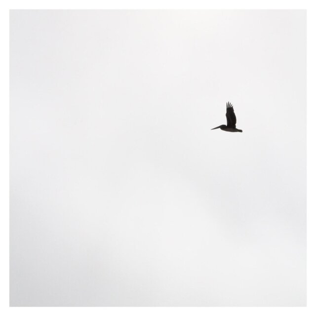 OISEAUX