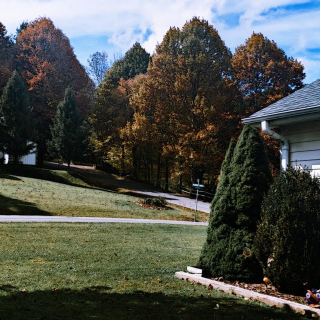 Trees, Leaves and a Uncertain Path