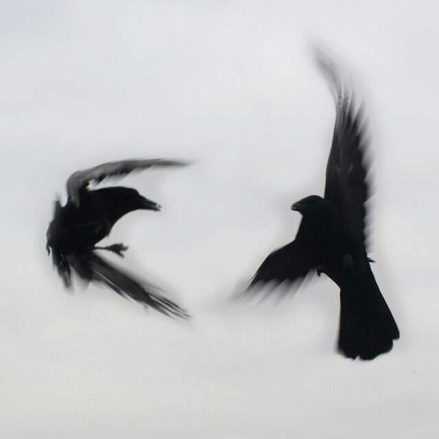 Fall or Fly