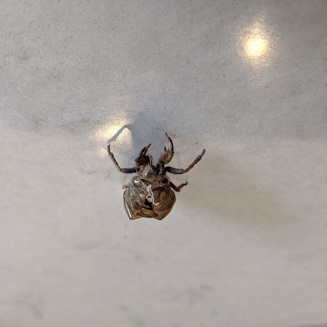 Bugs