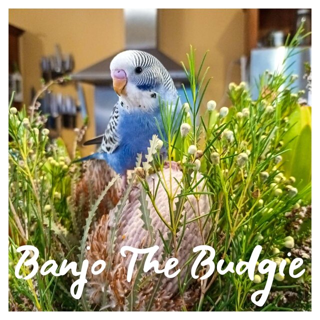 Banjo the Budgie