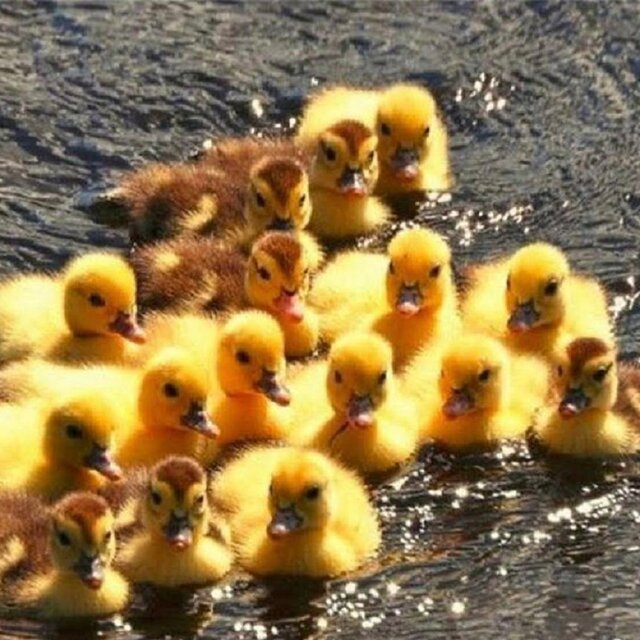 a duck is a duck