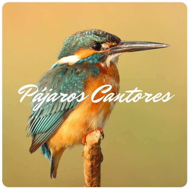 Pájaros Cantores: Música Relajante con los Mejores Sonidos de la Naturaleza