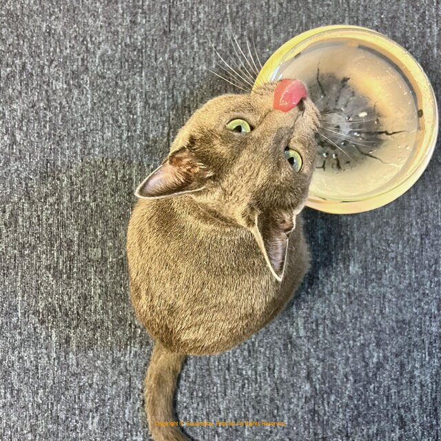 Cat Butler