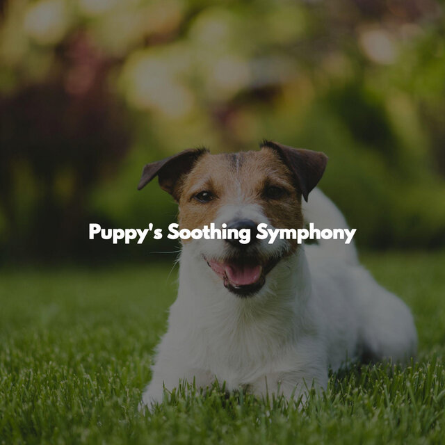 Puppy's Soothing Symphony