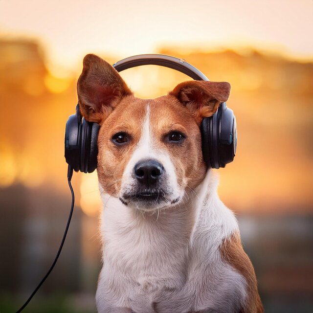 Canine Melodies: Relaxing Music for Dogs