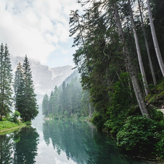 Calm Forest