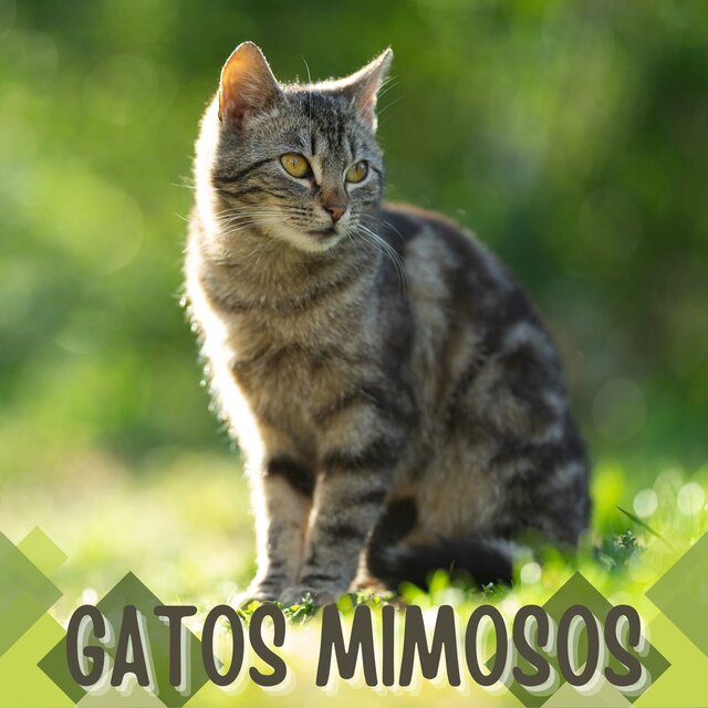 Gatos Mimosos: Música con Frecuencias Especiales para Que el Gato se Relaje